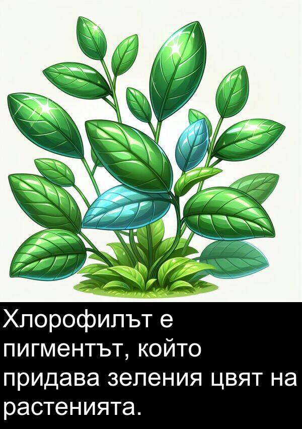 зеления: Хлорофилът е пигментът, който придава зеления цвят на растенията.