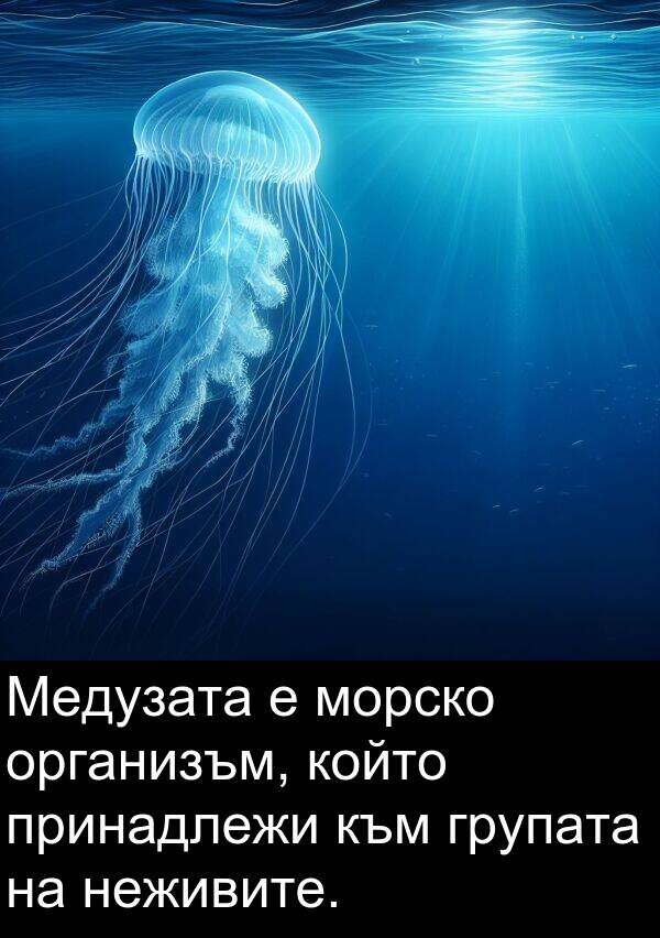 неживите: Медузата е морско организъм, който принадлежи към групата на неживите.