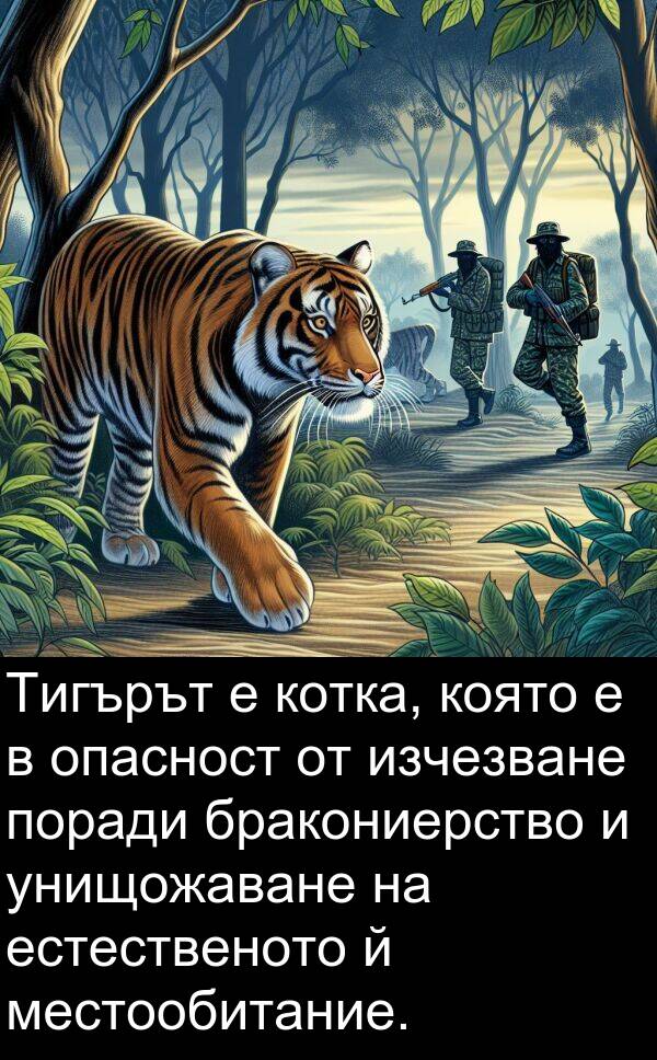изчезване: Тигърът е котка, която е в опасност от изчезване поради бракониерство и унищожаване на естественото й местообитание.