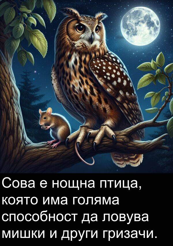 способност: Сова е нощна птица, която има голяма способност да ловува мишки и други гризачи.