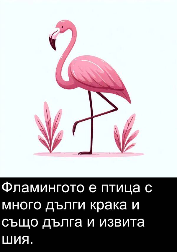 шия: Фламингото е птица с много дълги крака и също дълга и извита шия.
