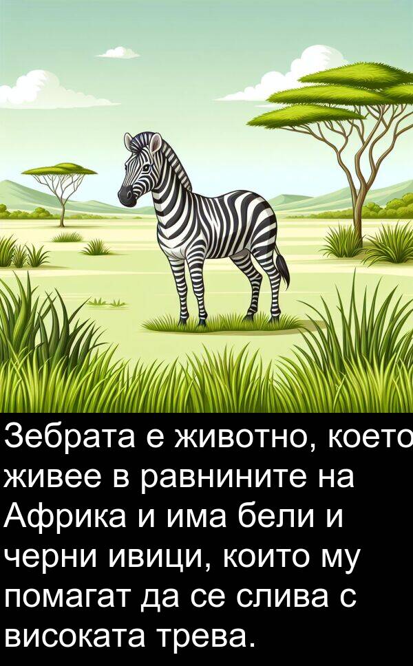 ивици: Зебрата е животно, което живее в равнините на Африка и има бели и черни ивици, които му помагат да се слива с високата трева.