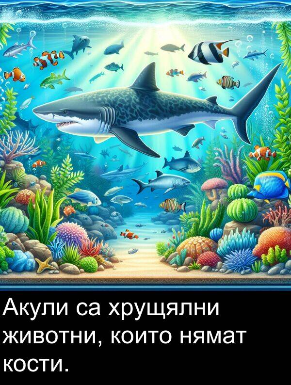 хрущялни: Акули са хрущялни животни, които нямат кости.