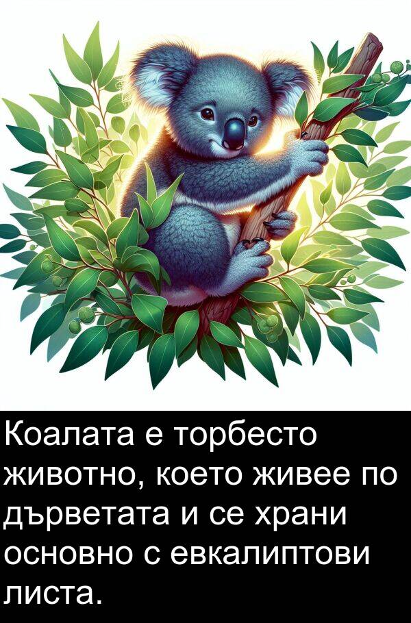 евкалиптови: Коалата е торбесто животно, което живее по дърветата и се храни основно с евкалиптови листа.