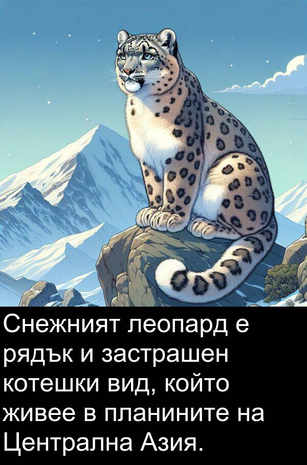 леопард: Снежният леопард е рядък и застрашен котешки вид, който живее в планините на Централна Азия.