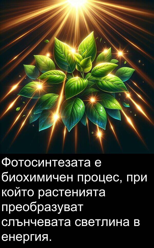 светлина: Фотосинтезата е биохимичен процес, при който растенията преобразуват слънчевата светлина в енергия.
