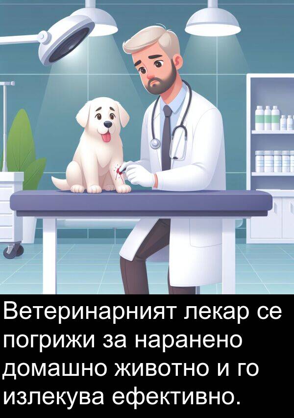 лекар: Ветеринарният лекар се погрижи за наранено домашно животно и го излекува ефективно.