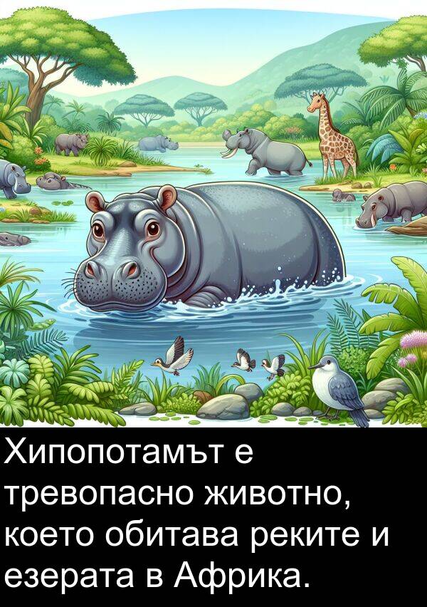 обитава: Хипопотамът е тревопасно животно, което обитава реките и езерата в Африка.