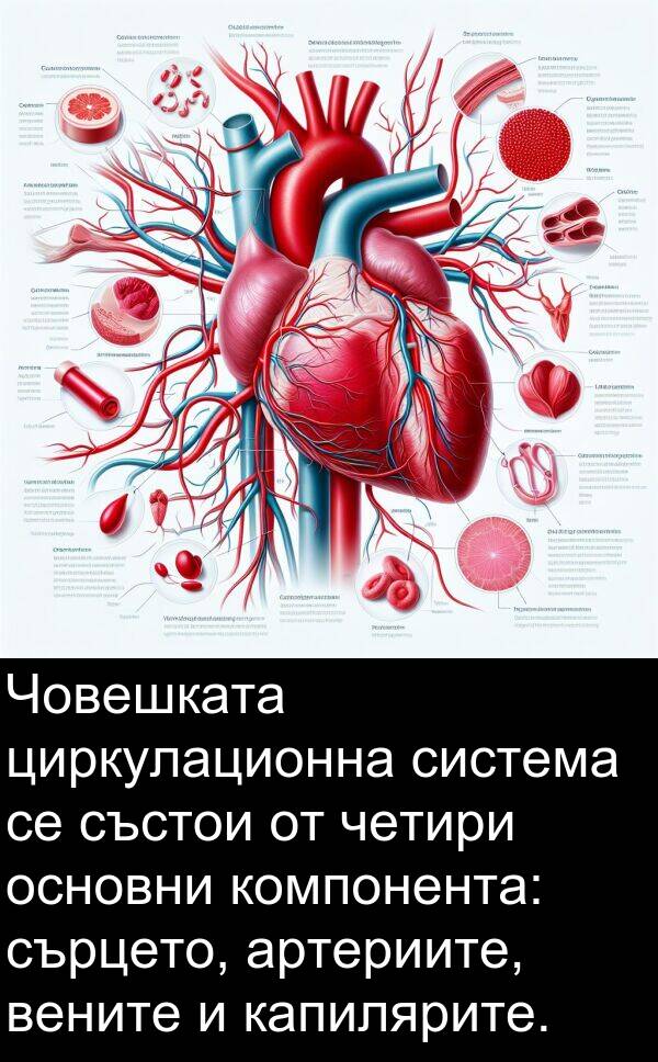 четири: Човешката циркулационна система се състои от четири основни компонента: сърцето, артериите, вените и капилярите.