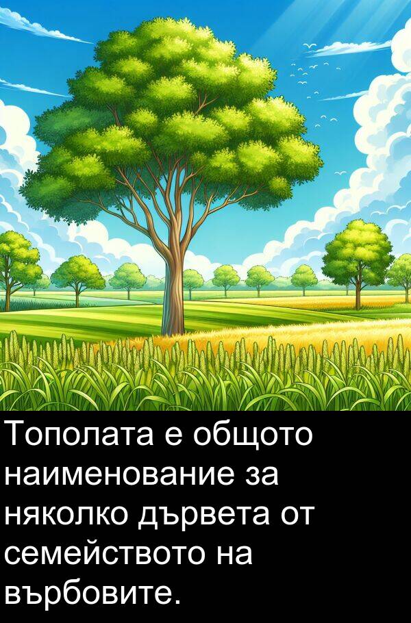 общото: Тополата е общото наименование за няколко дървета от семейството на върбовите.