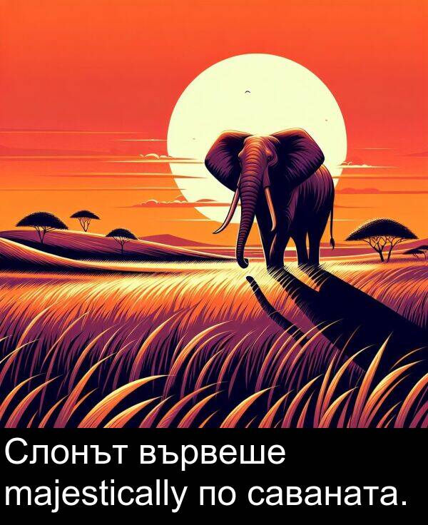 саваната: Слонът вървеше majestically по саваната.