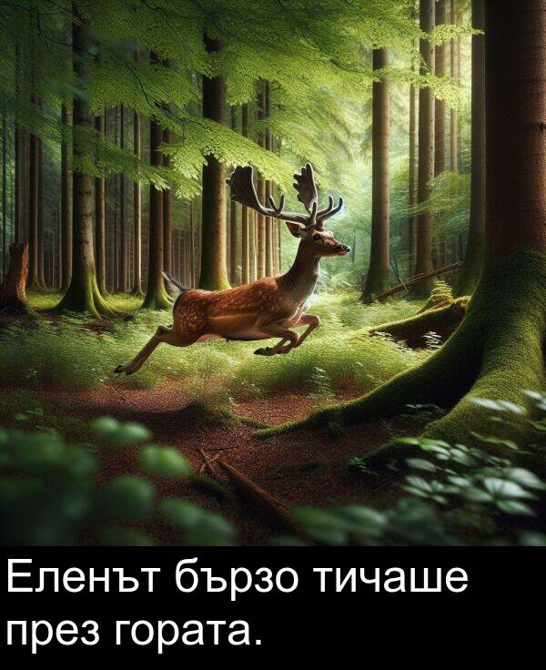 през: Еленът бързо тичаше през гората.