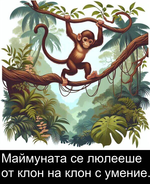 люлееше: Маймуната се люлееше от клон на клон с умение.