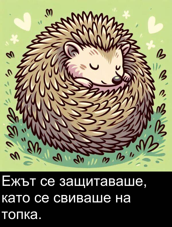 свиваше: Ежът се защитаваше, като се свиваше на топка.