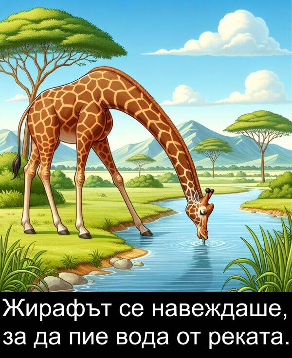навеждаше: Жирафът се навеждаше, за да пие вода от реката.