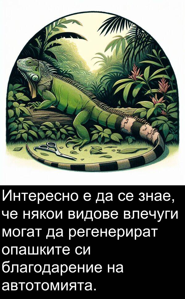 автотомията: Интересно е да се знае, че някои видове влечуги могат да регенерират опашките си благодарение на автотомията.