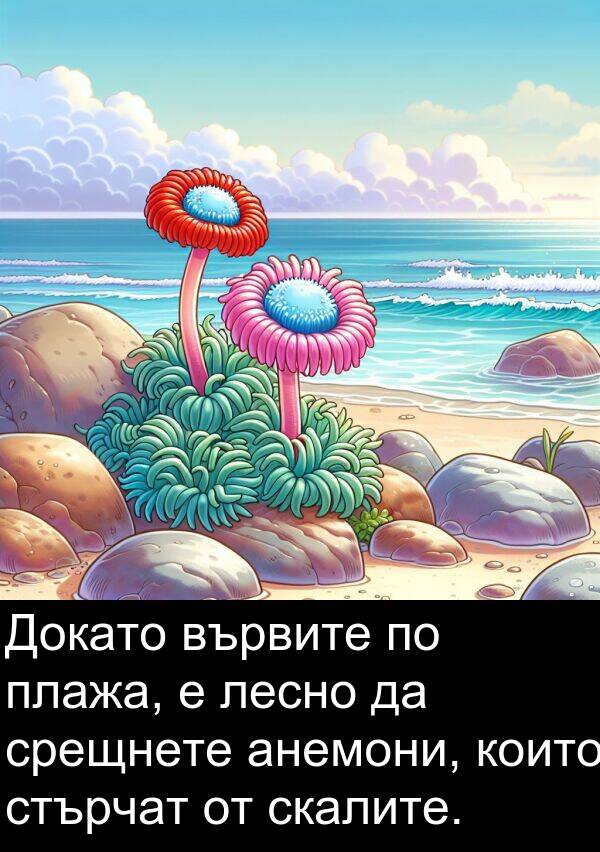 лесно: Докато вървите по плажа, е лесно да срещнете анемони, които стърчат от скалите.