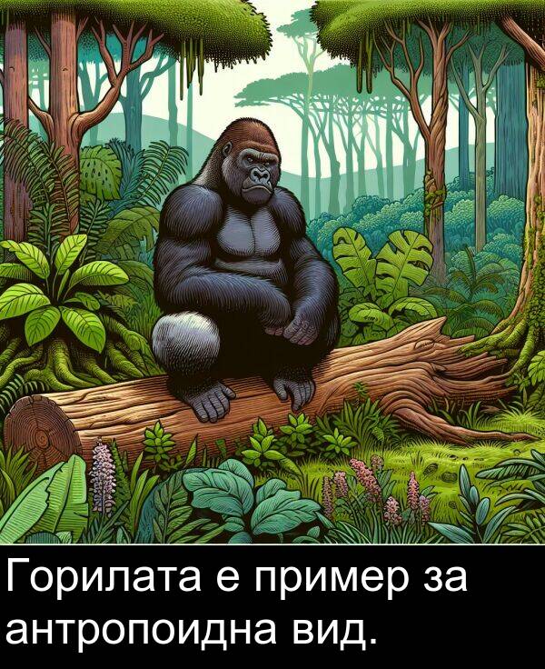 пример: Горилата е пример за антропоидна вид.