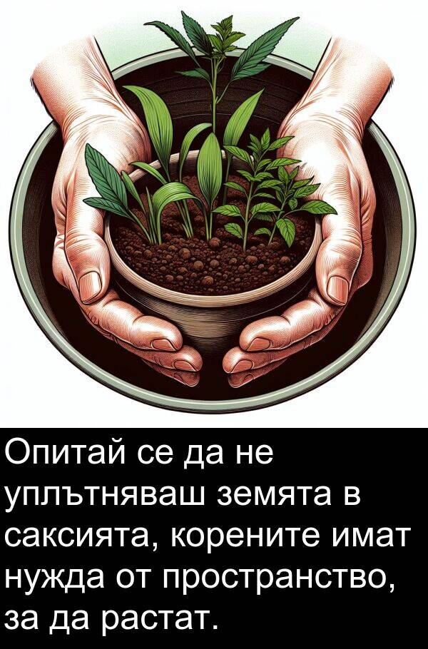 саксията: Опитай се да не уплътняваш земята в саксията, корените имат нужда от пространство, за да растат.