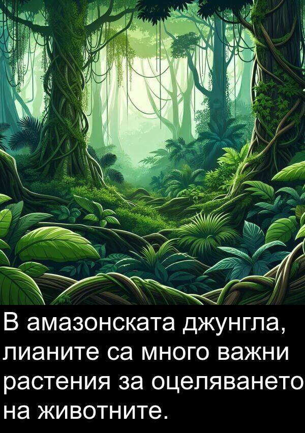 амазонската: В амазонската джунгла, лианите са много важни растения за оцеляването на животните.