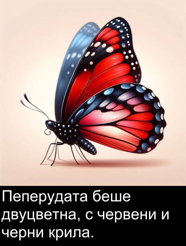 черни: Пеперудата беше двуцветна, с червени и черни крила.