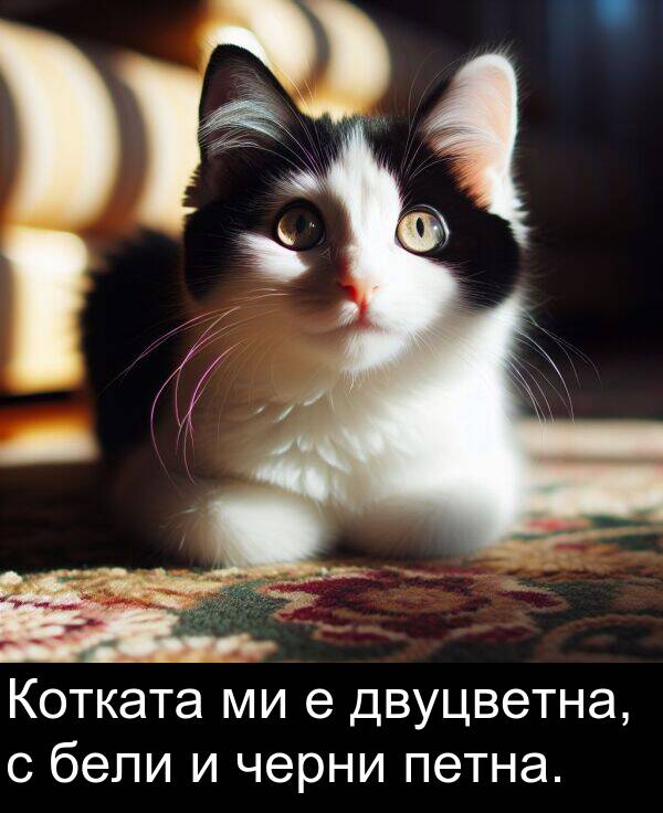 черни: Котката ми е двуцветна, с бели и черни петна.
