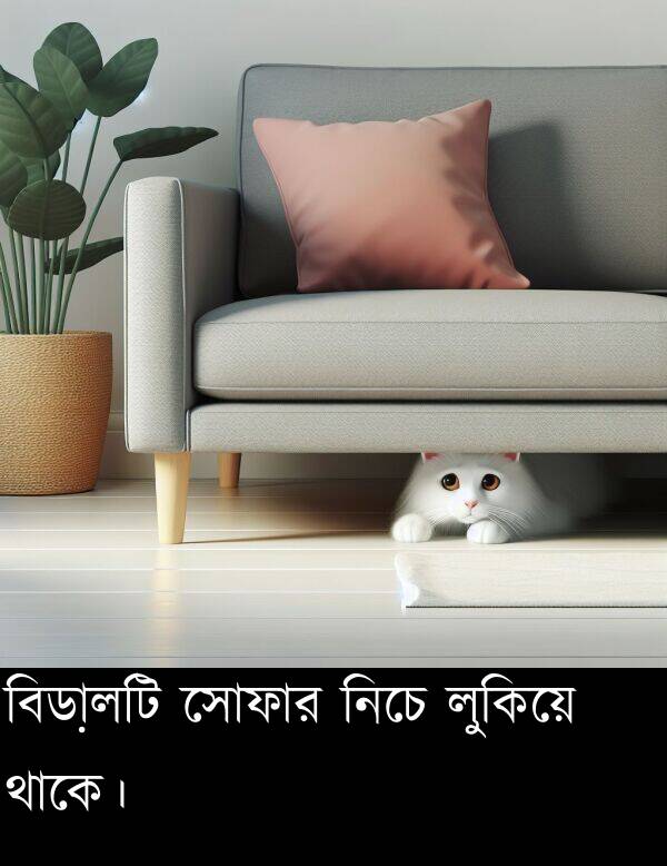 নিচে: বিড়ালটি সোফার নিচে লুকিয়ে থাকে।