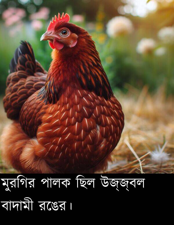 উজ্জ্বল: মুরগির পালক ছিল উজ্জ্বল বাদামী রঙের।