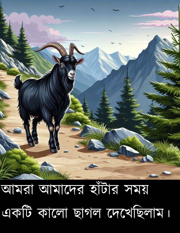 দেখেছিলাম।: আমরা আমাদের হাঁটার সময় একটি কালো ছাগল দেখেছিলাম।