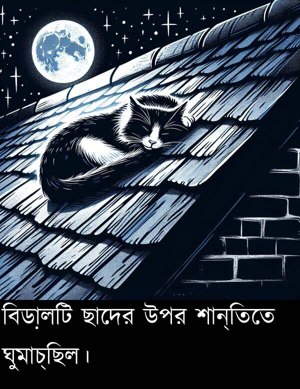 উপর: বিড়ালটি ছাদের উপর শান্তিতে ঘুমাচ্ছিল।