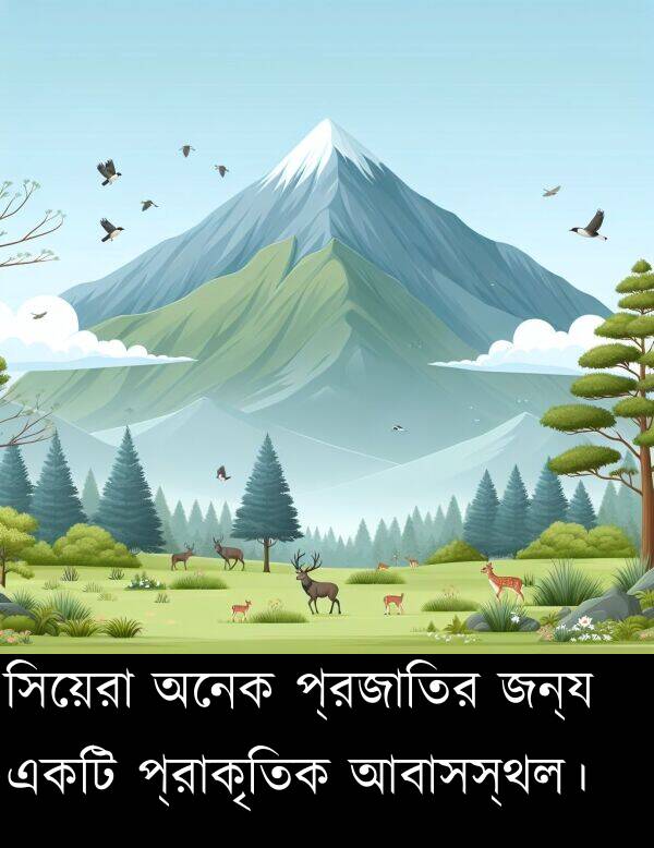 প্রজাতির: সিয়েরা অনেক প্রজাতির জন্য একটি প্রাকৃতিক আবাসস্থল।
