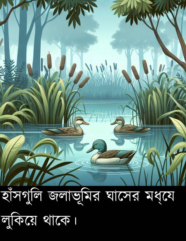 জলাভূমির: হাঁসগুলি জলাভূমির ঘাসের মধ্যে লুকিয়ে থাকে।