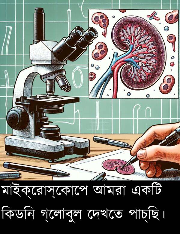 কিডনি: মাইক্রোস্কোপে আমরা একটি কিডনি গ্লোবুল দেখতে পাচ্ছি।