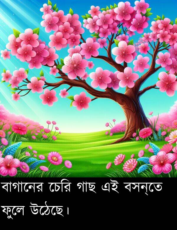 চেরি: বাগানের চেরি গাছ এই বসন্তে ফুলে উঠেছে।