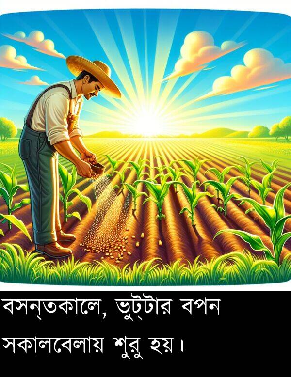 বসন্তকালে: বসন্তকালে, ভুট্টার বপন সকালবেলায় শুরু হয়।