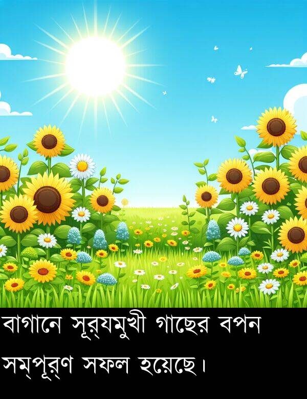 বপন: বাগানে সূর্যমুখী গাছের বপন সম্পূর্ণ সফল হয়েছে।