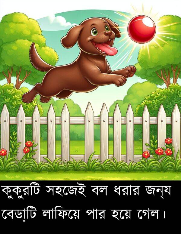 বেড়াটি: কুকুরটি সহজেই বল ধরার জন্য বেড়াটি লাফিয়ে পার হয়ে গেল।