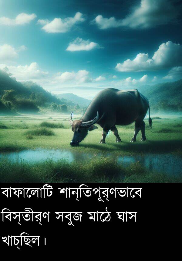 বিস্তীর্ণ: বাফালোটি শান্তিপূর্ণভাবে বিস্তীর্ণ সবুজ মাঠে ঘাস খাচ্ছিল।