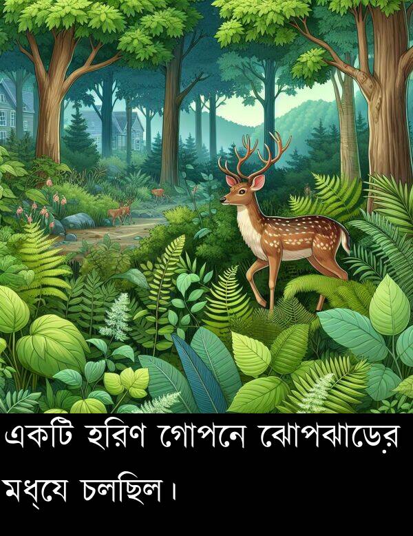 চলছিল।: একটি হরিণ গোপনে ঝোপঝাড়ের মধ্যে চলছিল।