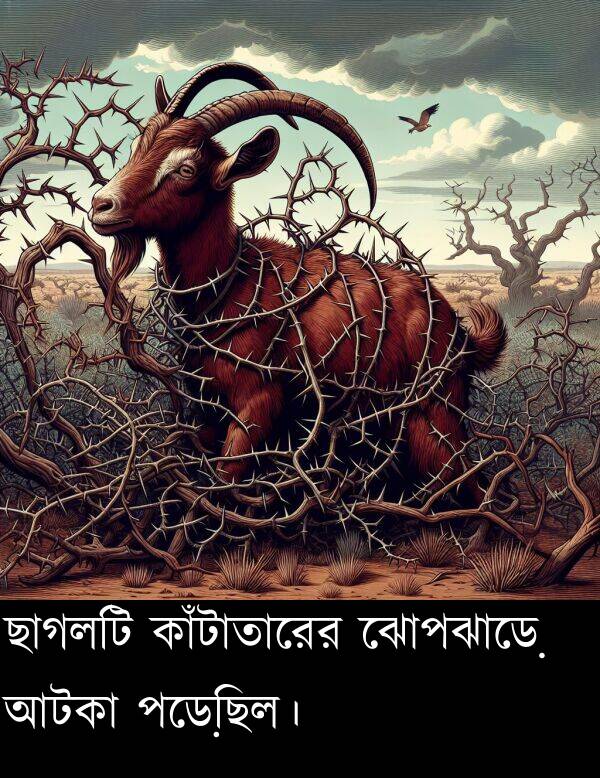 পড়েছিল।: ছাগলটি কাঁটাতারের ঝোপঝাড়ে আটকা পড়েছিল।