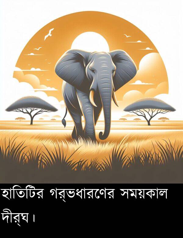 দীর্ঘ।: হাতিটির গর্ভধারণের সময়কাল দীর্ঘ।