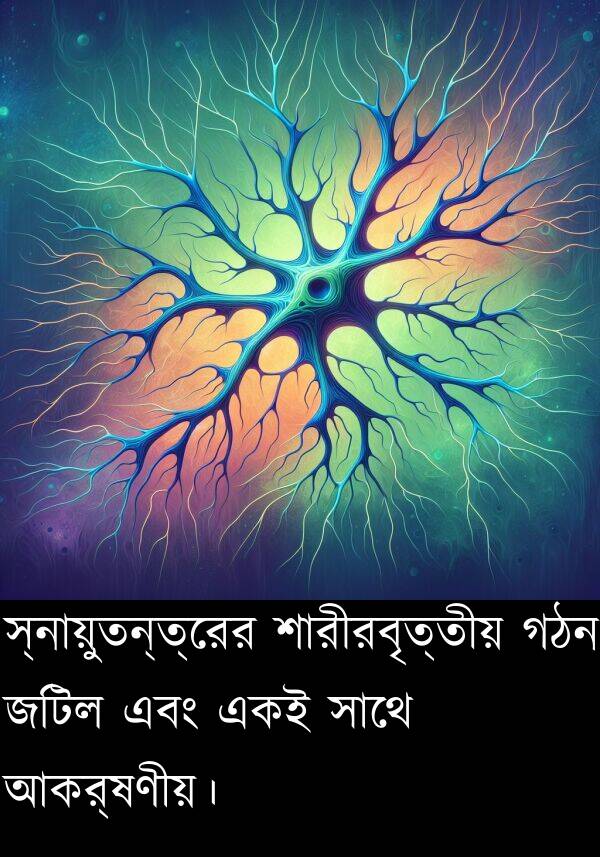 গঠন: স্নায়ুতন্ত্রের শারীরবৃত্তীয় গঠন জটিল এবং একই সাথে আকর্ষণীয়।
