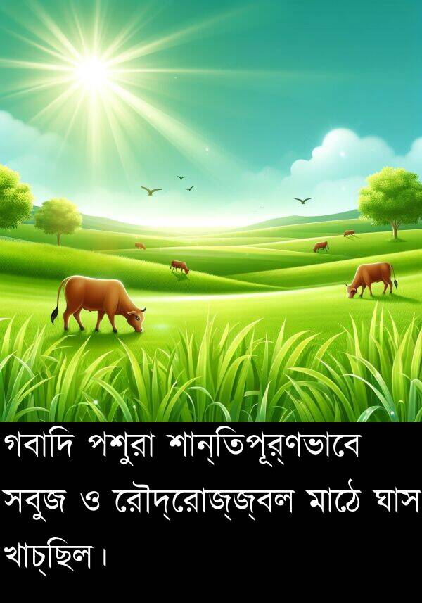 পশুরা: গবাদি পশুরা শান্তিপূর্ণভাবে সবুজ ও রৌদ্রোজ্জ্বল মাঠে ঘাস খাচ্ছিল।