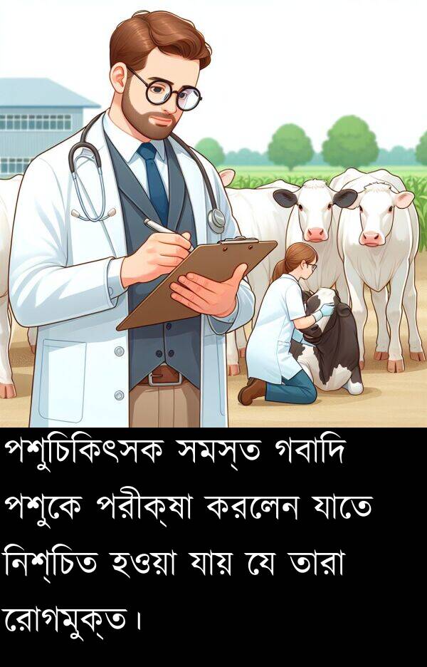 রোগমুক্ত।: পশুচিকিৎসক সমস্ত গবাদি পশুকে পরীক্ষা করলেন যাতে নিশ্চিত হওয়া যায় যে তারা রোগমুক্ত।