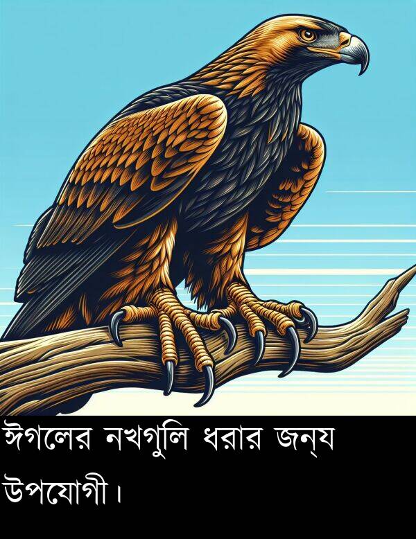 উপযোগী।: ঈগলের নখগুলি ধরার জন্য উপযোগী।
