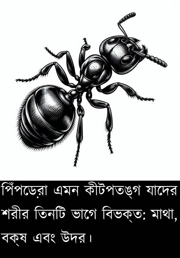 তিনটি: পিঁপড়েরা এমন কীটপতঙ্গ যাদের শরীর তিনটি ভাগে বিভক্ত: মাথা, বক্ষ এবং উদর।