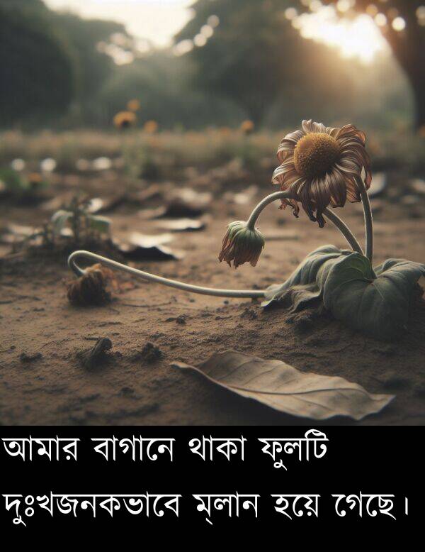 ফুলটি: আমার বাগানে থাকা ফুলটি দুঃখজনকভাবে ম্লান হয়ে গেছে।