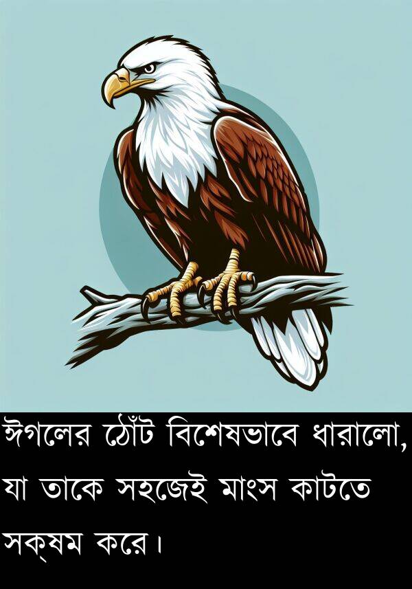 বিশেষভাবে: ঈগলের ঠোঁট বিশেষভাবে ধারালো, যা তাকে সহজেই মাংস কাটতে সক্ষম করে।