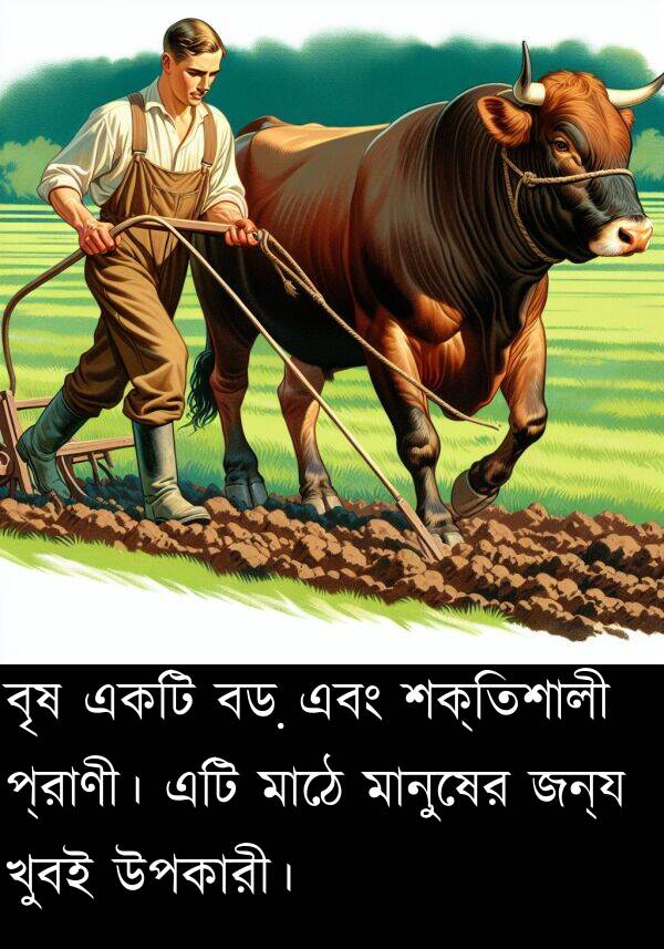 মানুষের: বৃষ একটি বড় এবং শক্তিশালী প্রাণী। এটি মাঠে মানুষের জন্য খুবই উপকারী।