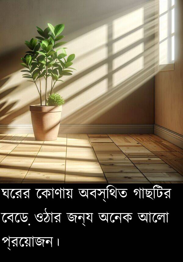 বেড়ে: ঘরের কোণায় অবস্থিত গাছটির বেড়ে ওঠার জন্য অনেক আলো প্রয়োজন।